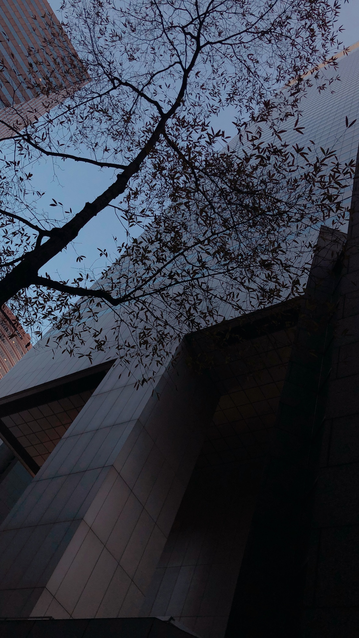 Looking up through branches. Midtown and Lower Manhattan.
